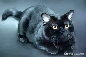 阴阳两界行走的使者！图片