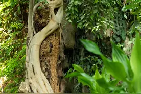 在郑州，闯入“绿野仙踪”，一起探索植物王国图片