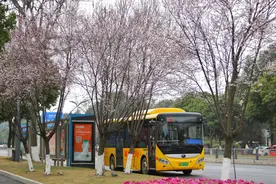 快转给爸妈！双流老年人公交出行可享受这些福利图片