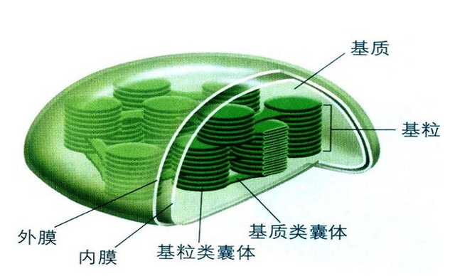 叶绿体到底在叶片中的哪个部位，你的知识储备正确吗？