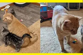 橘猫喜当爹，照顾6只和自己无关的小奶猫，真相让人感动图片