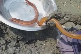 为什么农村人都说“蛇吃黄鳝是找死”？蛇和黄鳝，到底谁吃谁？图片