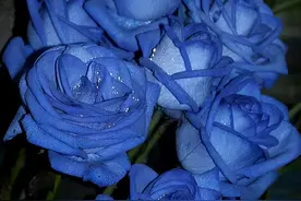 求求各位男士了，别再送女朋友们蓝色妖姬了，好吗？！图片