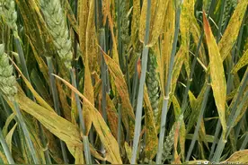 今年小麦抽穗扬花期，两病一寒将偏重发生，现在开始防治效果最好图片