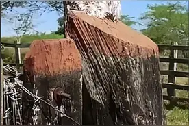 和树干融为一体，叫声嘶哑恐怖，大林鸱为何被称为鬼鸟？图片