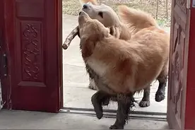 那些回村过年的狗子，都在干什么？图片