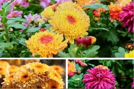 国庆假期到中原现代农业嘉年华，赏菊花、观杂技、看花海！图片
