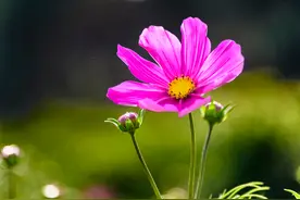 各种花花动态图欣赏图片