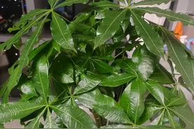 怎么让发财树变得绿油油的？简单3招，叶片翠绿，株型高大图片