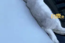 猫咪躺前车玻璃死亡车主将其掩埋图片