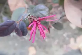 红花檵木，花瓣像丝带的彩叶树，真是宝藏植物！图片