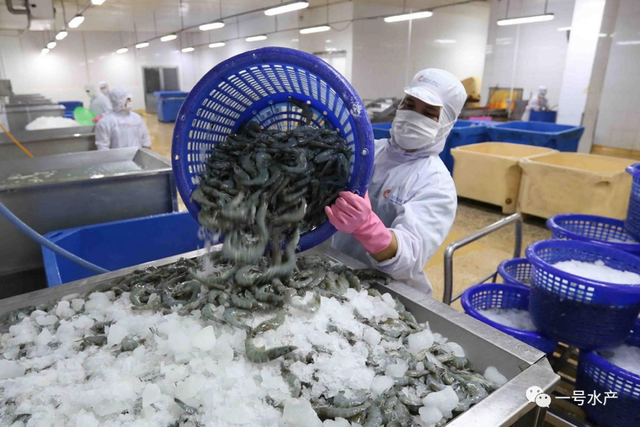 专家透露：虾的饲料和遗传学，将成为养虾成本的关键