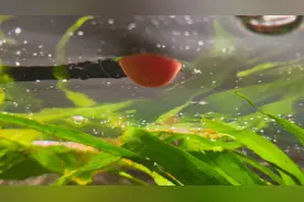 鱼缸油膜怎么去除图片