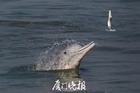 厦门海域白海豚结伴“春游”，竟有一只是金黄色的！专家回应…图片
