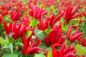 辣椒怎么种结果多，怎么浇水，怎么施肥，什么时候种最好？图片