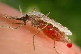 血液的奥秘：揭开蚊子吸血真相！图片