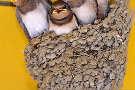 成千上万只燕子聚集在临沂！专家：不是地震前兆，燕子为何聚集？图片