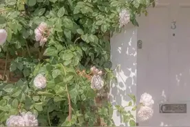 春日壁纸：把春天装进手机里，融融春光占满屏图片