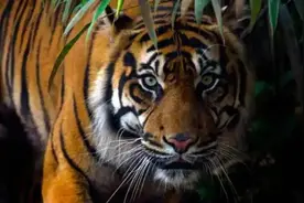 印度男婴被叼走，母亲掰开虎嘴救子，印度动物袭击为何如此频繁？图片