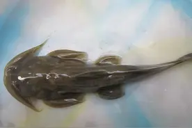 石爬子的哭泣：千元每斤一鱼难求，躲进山涧却改不掉餐桌的宿命？图片