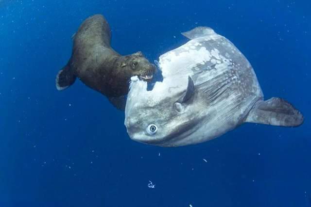 巨型翻车鱼图片,体型巨大,又容易捕捉的翻车鱼,人类为啥对其嗤之以鼻