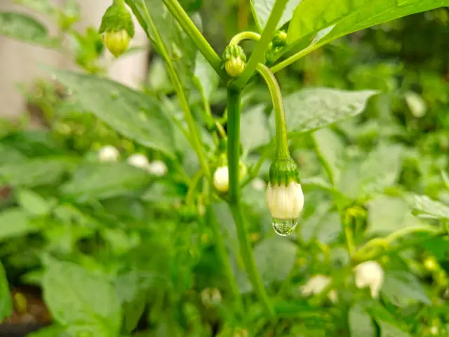 辣椒喜欢什么肥料？老农教你4个施肥妙招，辣椒结得又多又不弯