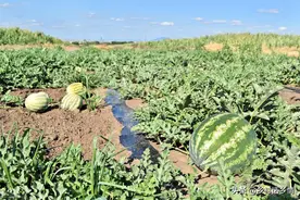 西瓜、丝瓜、冬瓜、南瓜如何整枝？怎样才能坐瓜多？学一学图片