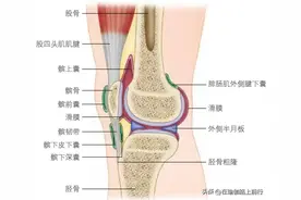 膝关节解剖学二图片