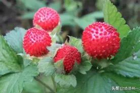 农村经常见的蛇莓到底能不能吃？蛇莓真的有毒吗？图片