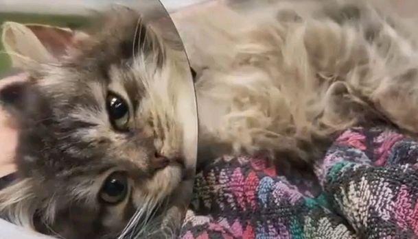 小猫被冻成了“冰雕”,无奈地定格在雪地里:有人来帮帮我吗?