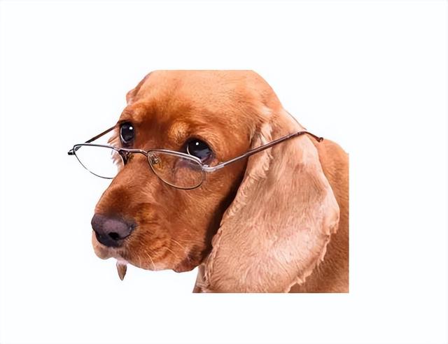 从“心”开始，犬猫NT-proBNP到底怎么用？