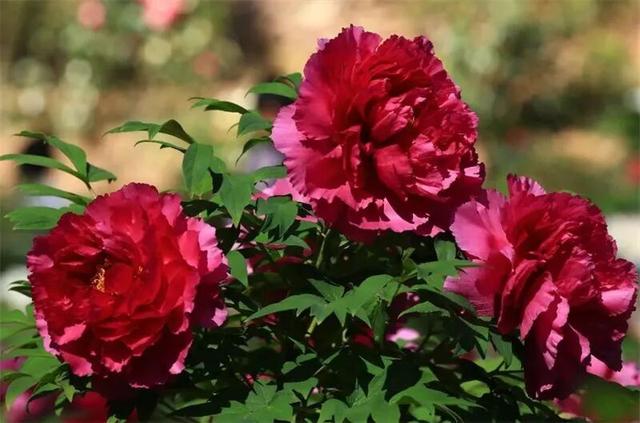 春游云南丨春天来楚雄，赏花、拍花、吃花！