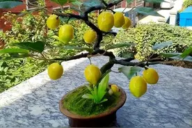 家里养盆柠檬，结果率高，满屋子香气弥漫，值得拥有图片