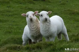 十二属相，从羊说起图片