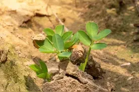 引起花生死棵烂苗的5个真凶，学会判断病因，用这些药就能防治图片