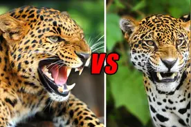 花豹vs美洲豹，究竟谁才是真正的猫科三哥呢？图片