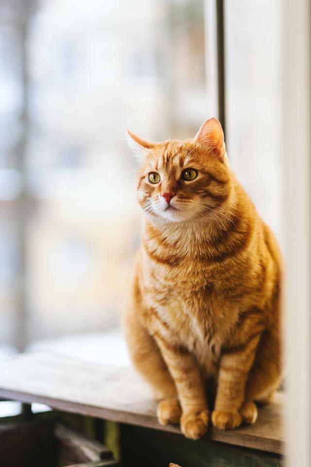 盘点养猫智商税产品，不要再被割韭菜了