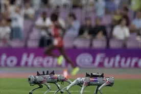 世界首次！赛场上运铁饼的“小狗”，成了“显眼包”图片