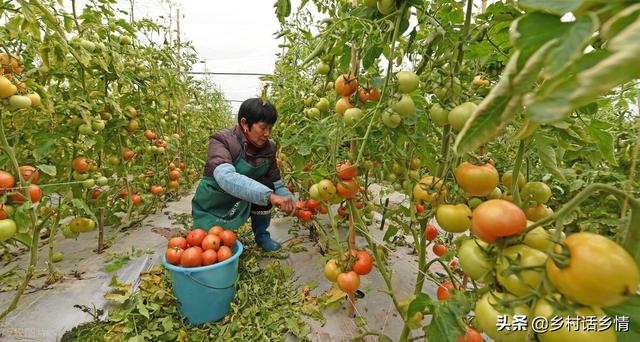 磷酸二氢钾混合红糖和食醋做肥料，效果神奇在哪里？你知道吗