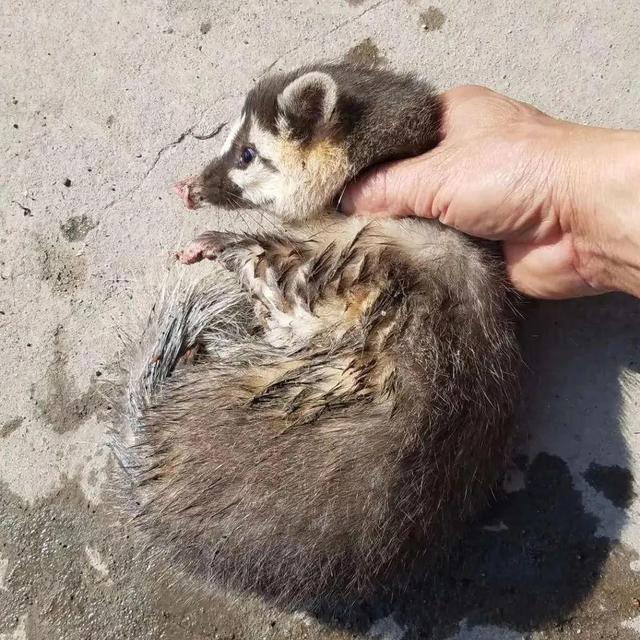 鱼鳅猫是什么动物?像猪又像鼠,私闯民宅蹭吃蹭喝民警却说不能抓