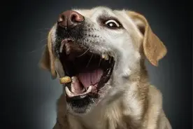 涨知识，12种对狗狗非常好的增寿食材，你知道几种？图片