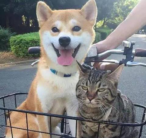 表情包狗狗doge病危,千万网友为它祈祷:谢谢你带来那么多快乐!