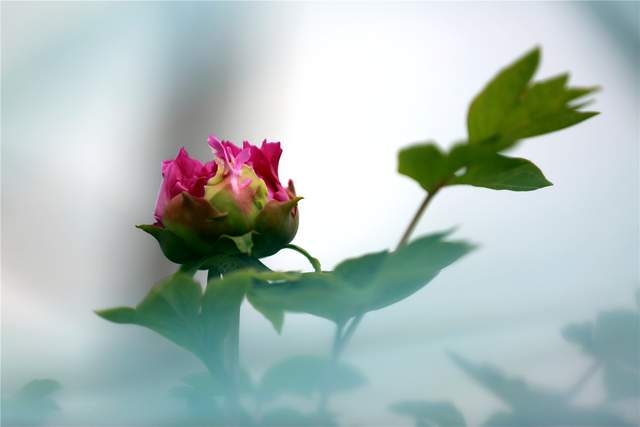 中国洛阳牡丹文化节每日花情专题播报之一含苞欲放