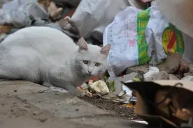 流浪猫知恩图报，好心人救了它的孩子，它立马给好心人送了份大礼图片