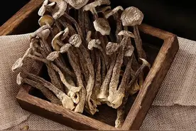 「武陵山珍」菌菇类的天花板—鹿茸菇图片