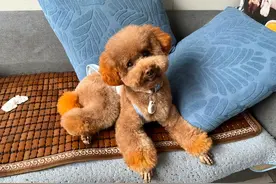 被吹上天的5种狗，实则烧钱又难养，送你都别养！图片