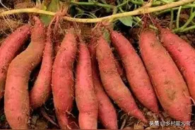 泡着来，横着栽，喷三下，红薯种植高手的经验，试过的人家都说好图片