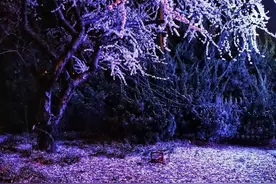 避开人群，大连劳动公园夜晚赏花图片
