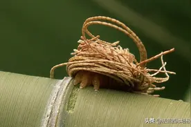 现实比虚构更魔幻！捡垃圾的蝜蝂，竟是“披着羊皮的狼”图片