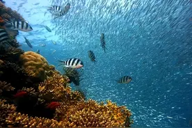 新研究估算了海洋中5个主要生物类群的总生物量图片